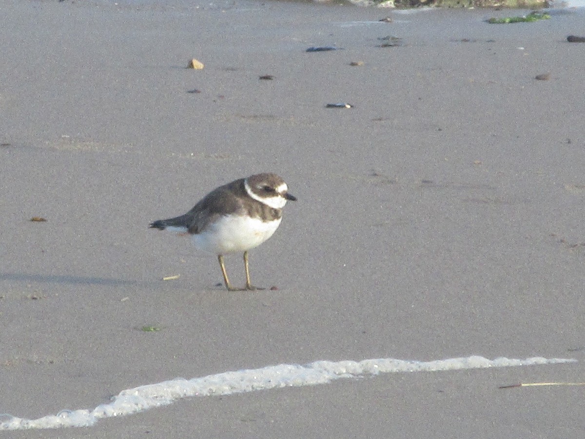 Semipalmated Plover - ML642314332