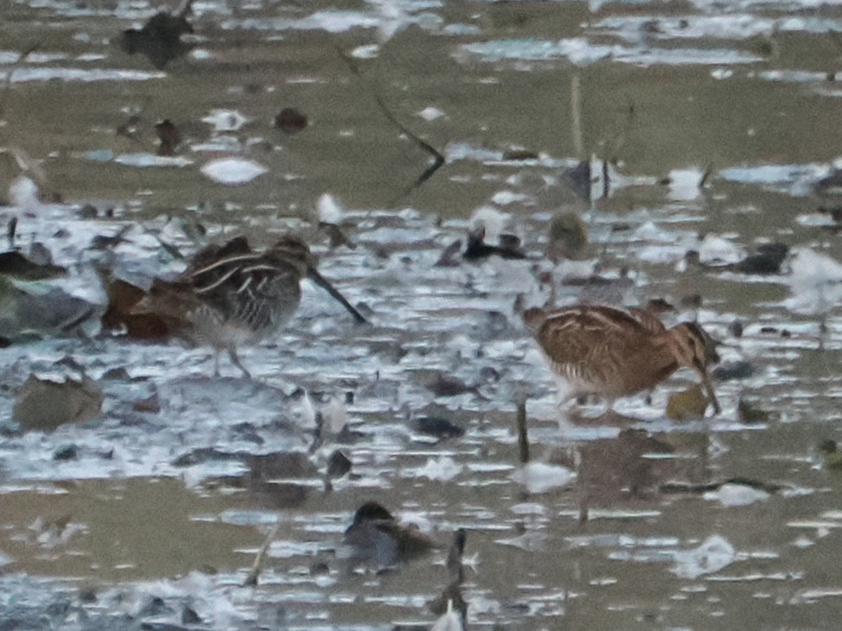 Wilson's Snipe - ML642314333