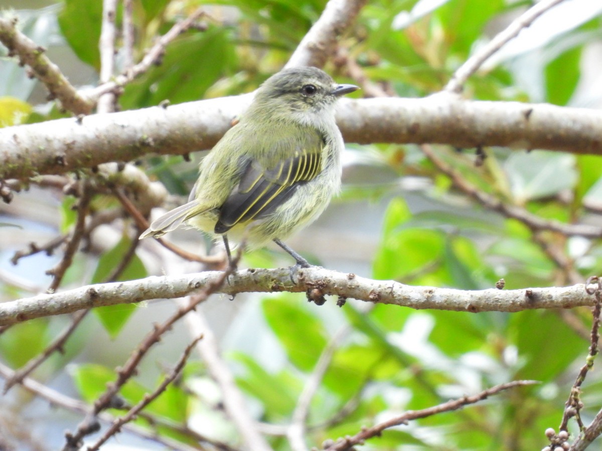 Mistletoe Tyrannulet - ML642314334