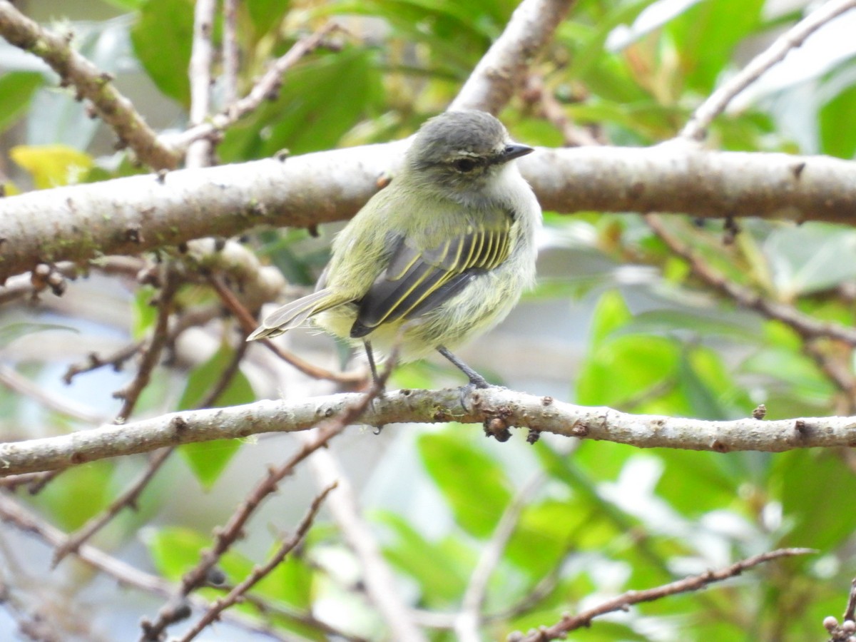Mistletoe Tyrannulet - ML642314335