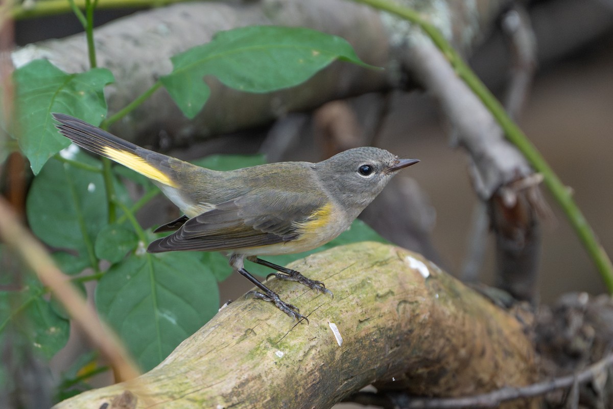 American Redstart - ML642314337