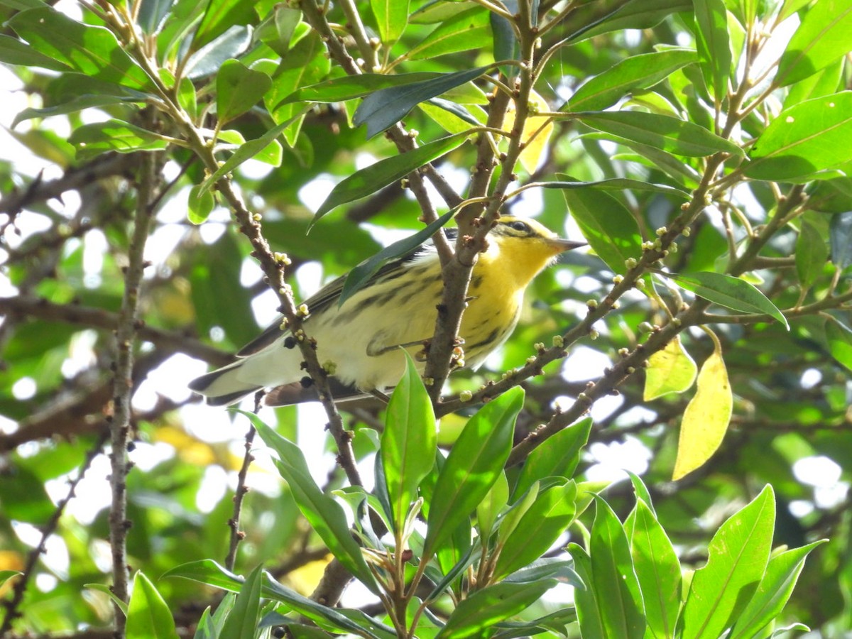 Blackburnian Warbler - ML642314346