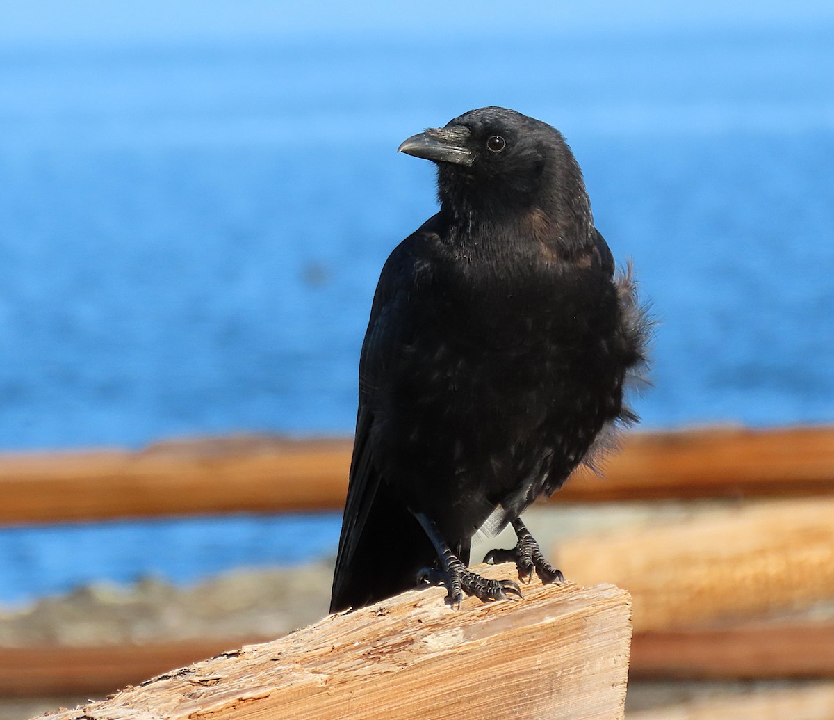 American Crow - ML642314349