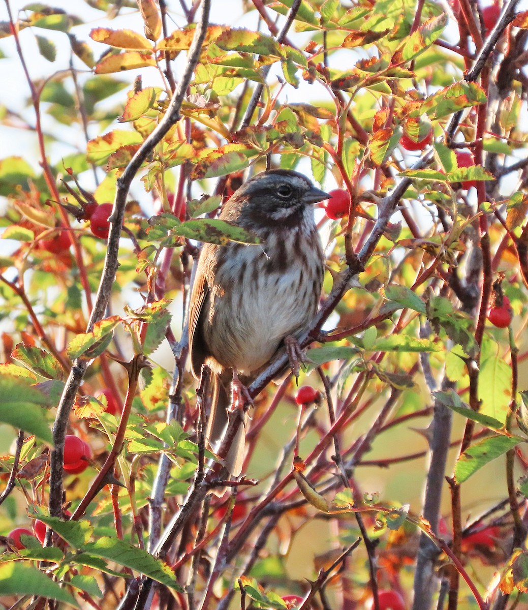 Song Sparrow - ML642314350