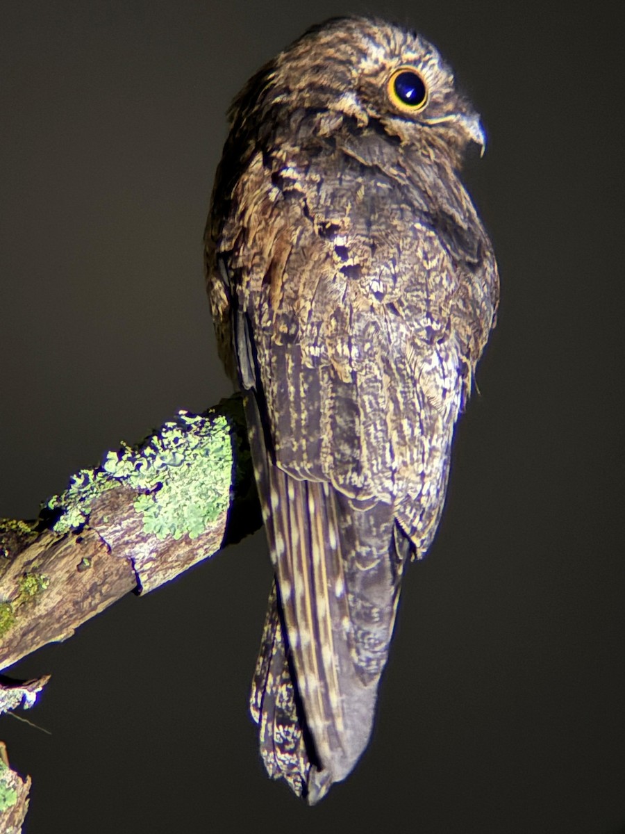 Common Potoo - ML642314351