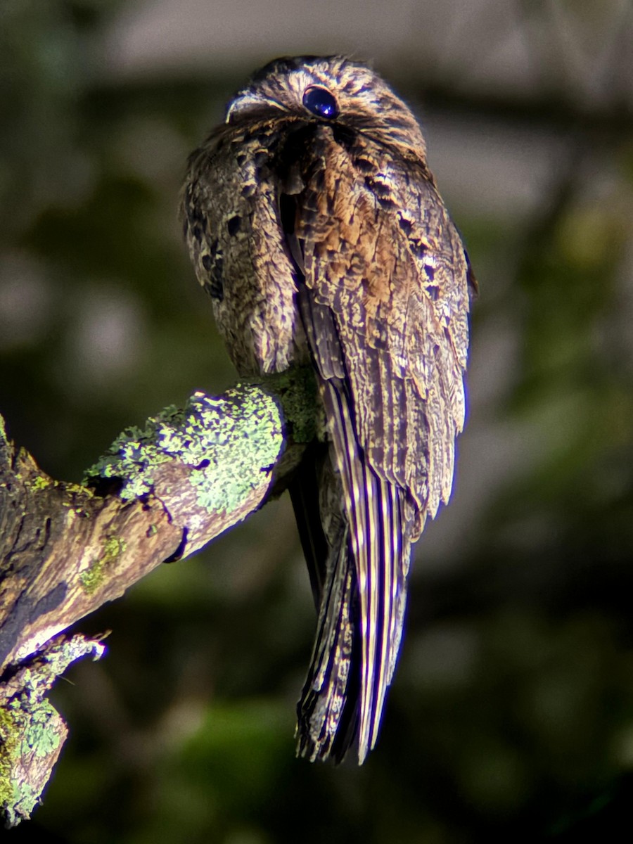 Common Potoo - ML642314355