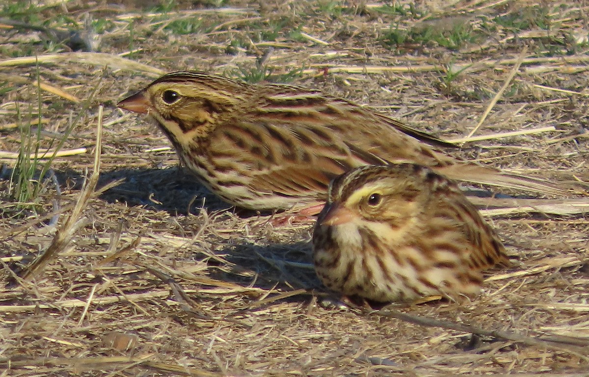Savannah Sparrow - ML642314356