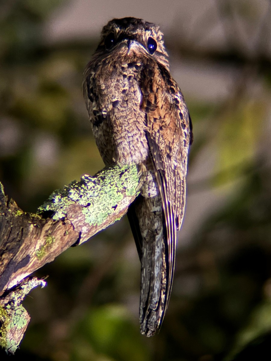Common Potoo - ML642314357