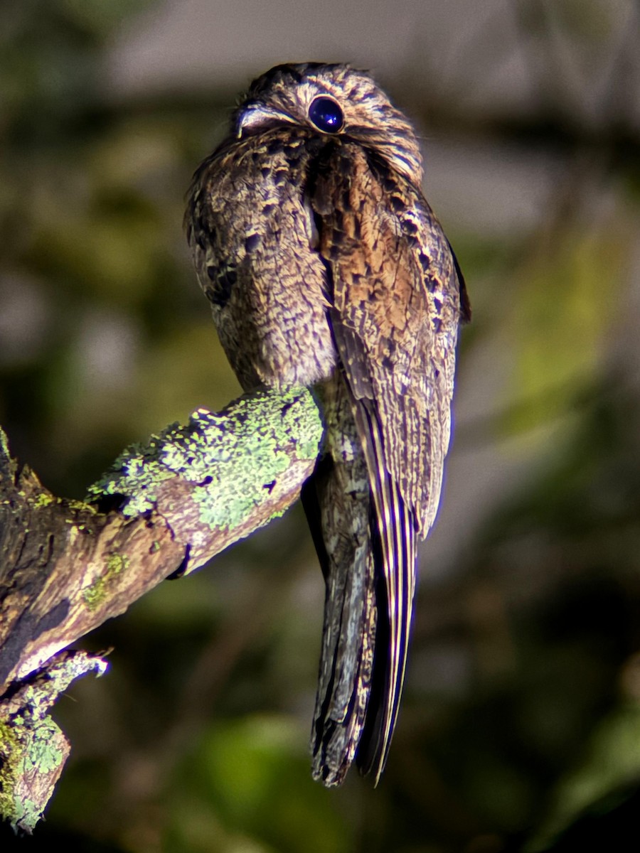 Common Potoo - ML642314360
