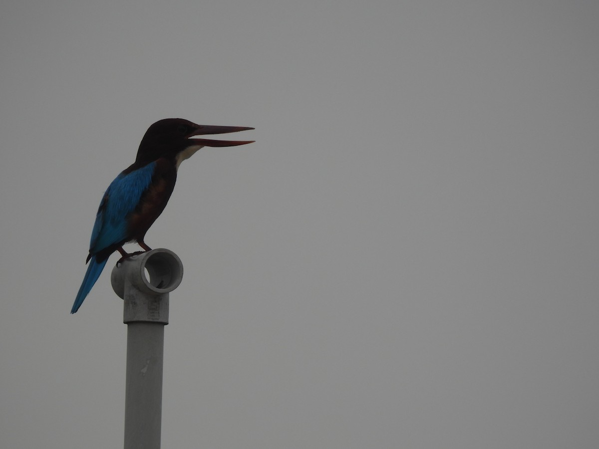 White-throated Kingfisher - ML642314365