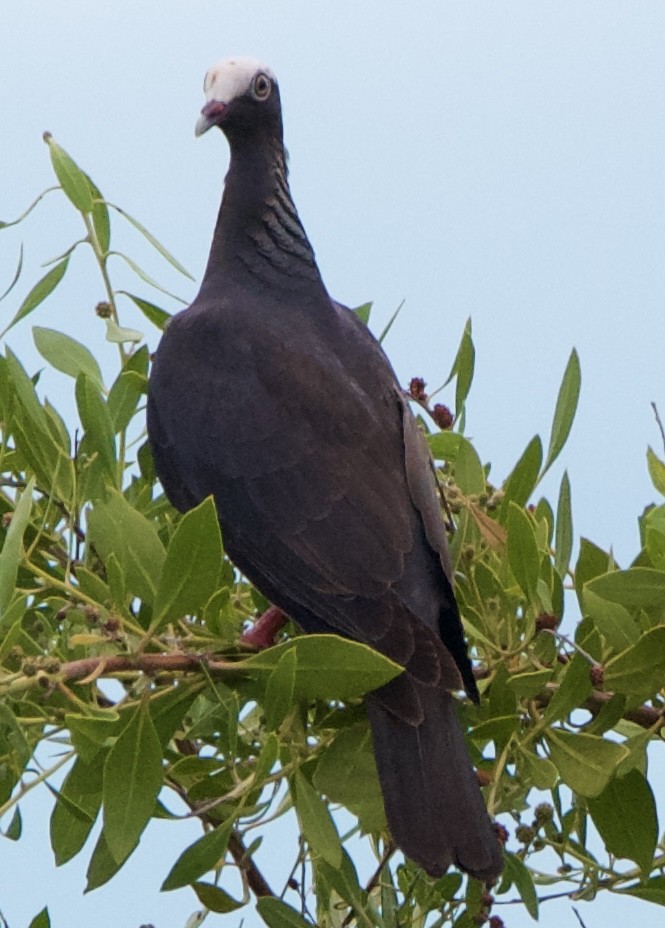 White-crowned Pigeon - ML642314366