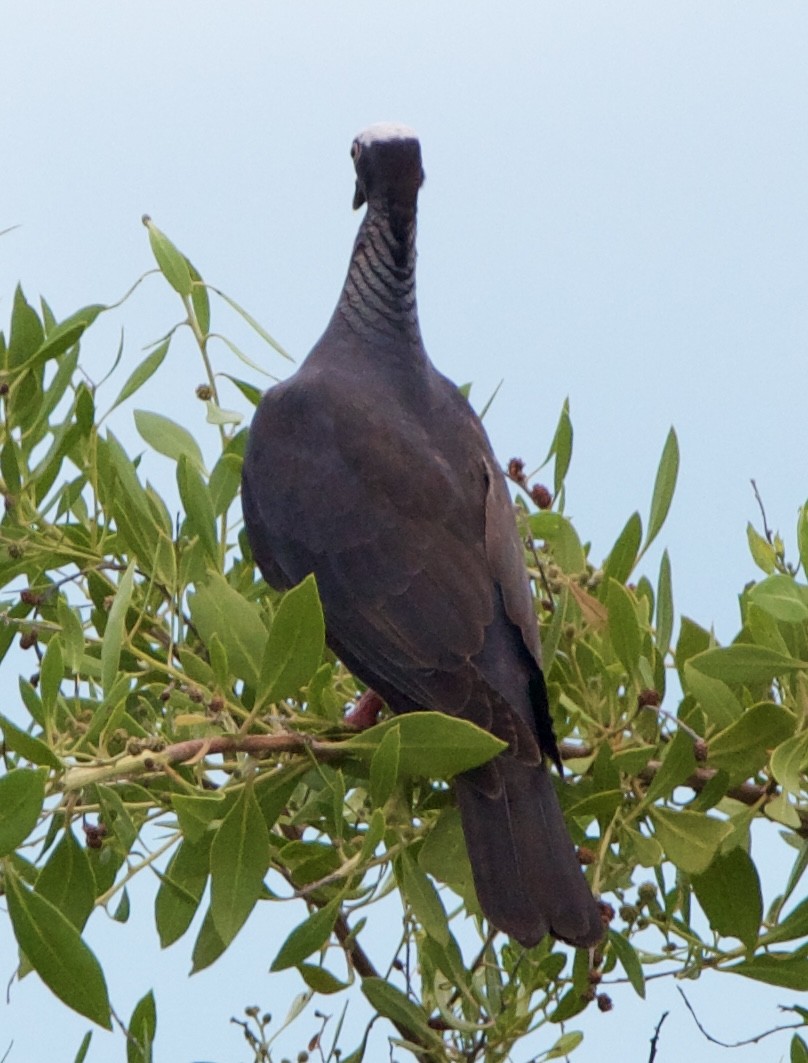White-crowned Pigeon - ML642314367