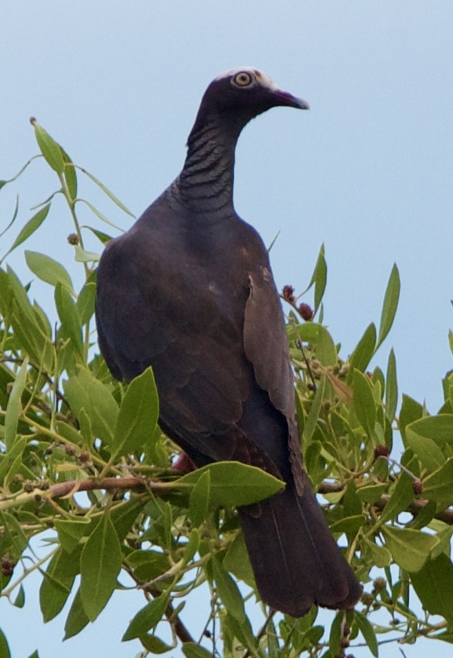 White-crowned Pigeon - ML642314368