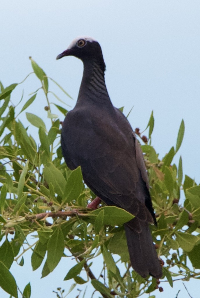 White-crowned Pigeon - ML642314369