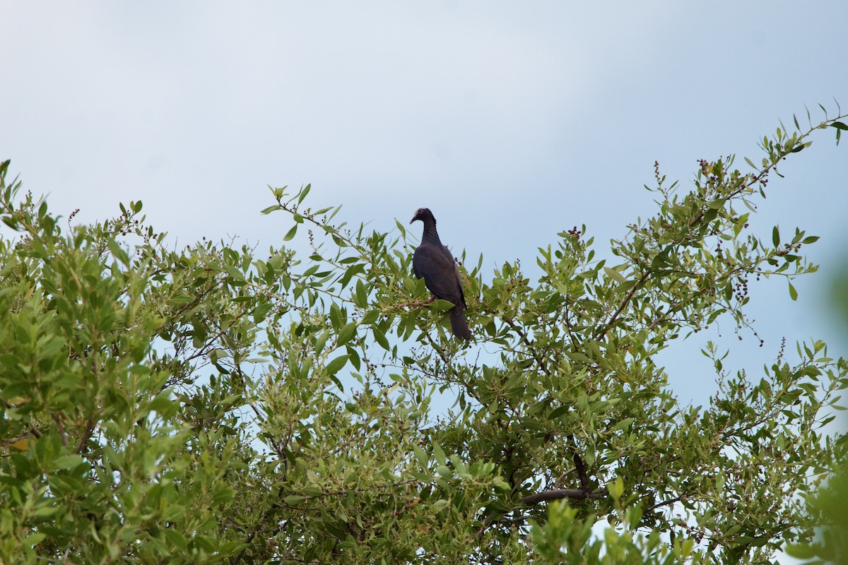 White-crowned Pigeon - ML642314370
