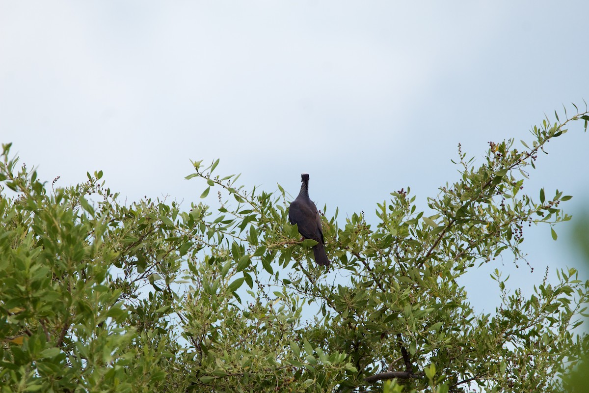 White-crowned Pigeon - ML642314371