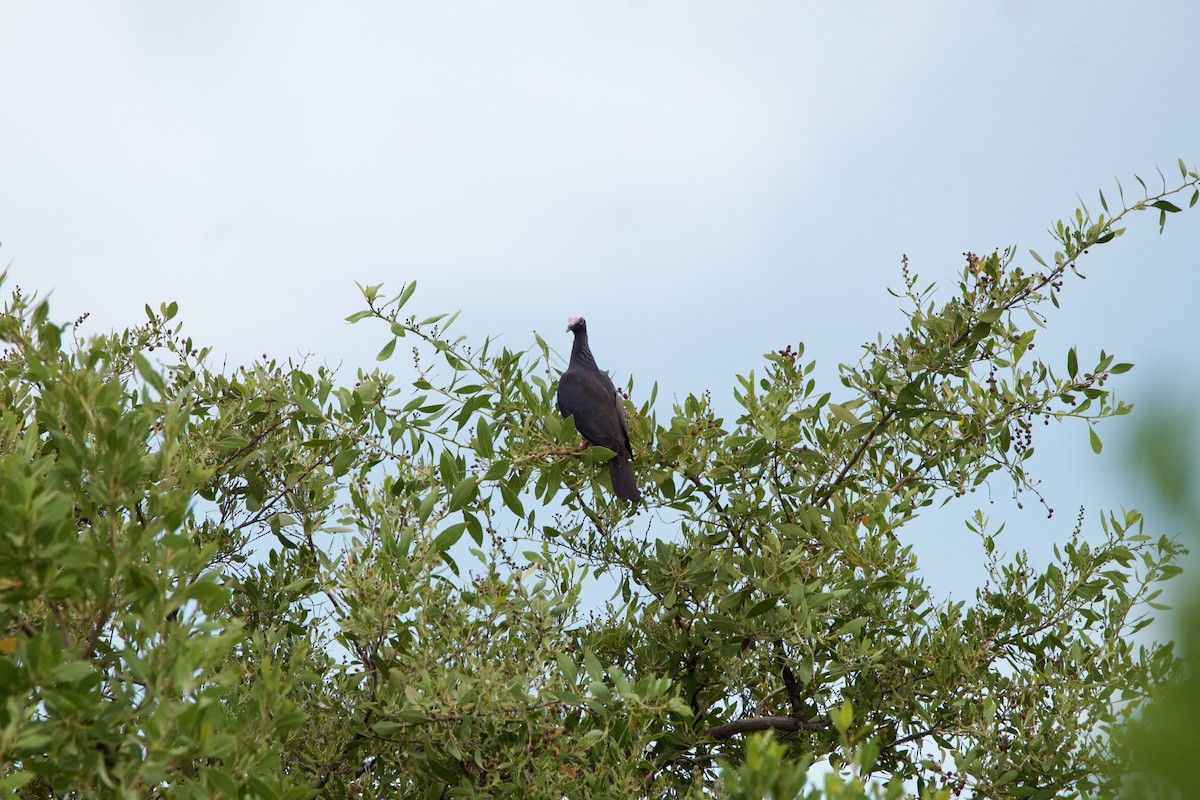 White-crowned Pigeon - ML642314372