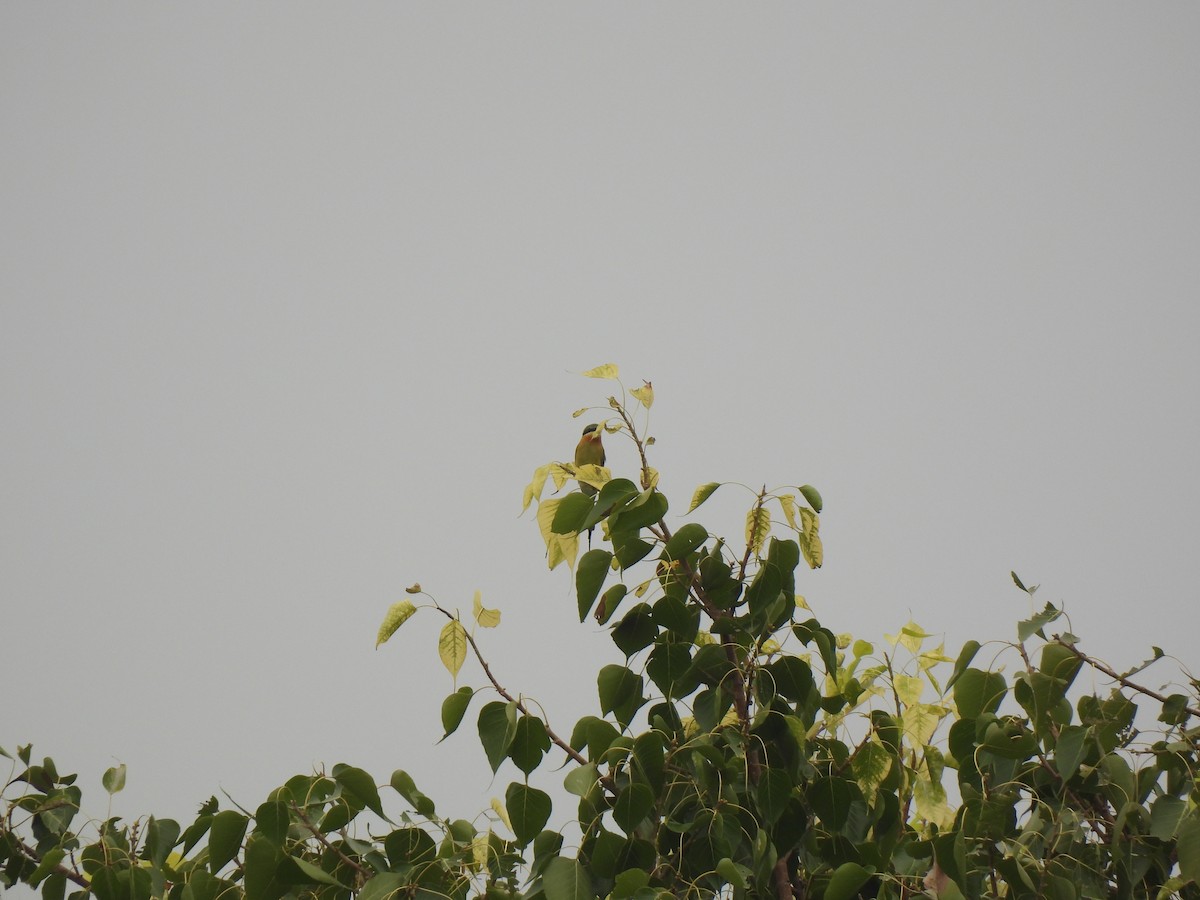 Blue-tailed Bee-eater - ML642314379