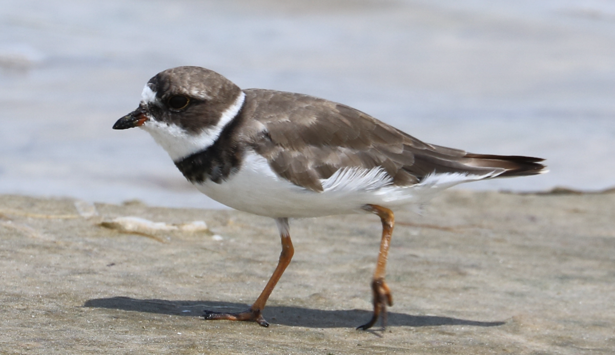 Semipalmated Plover - ML642314380