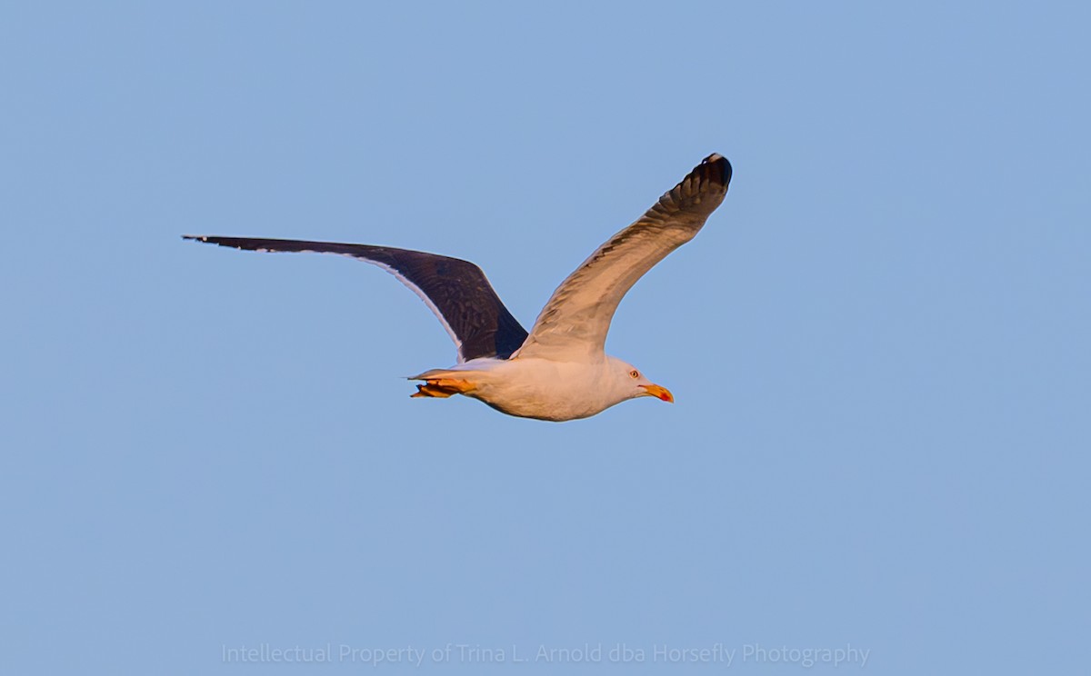 Lesser Black-backed Gull - ML642314384