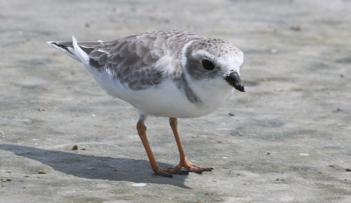 Piping Plover - ML642314386