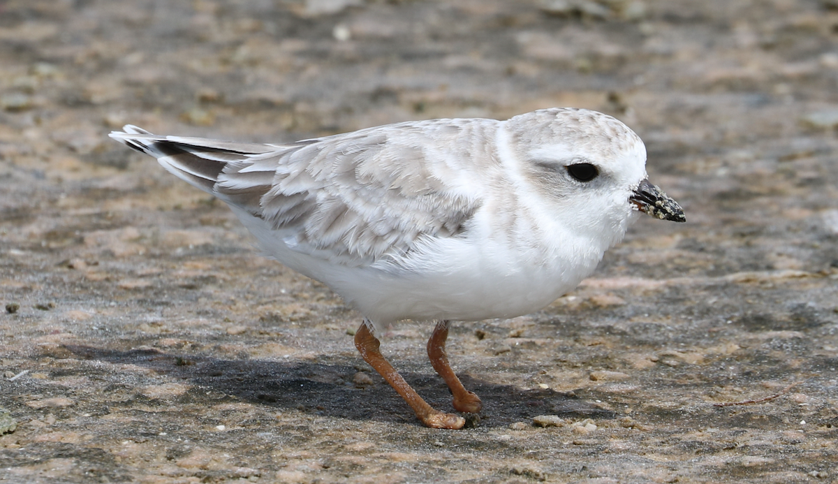 Piping Plover - ML642314387