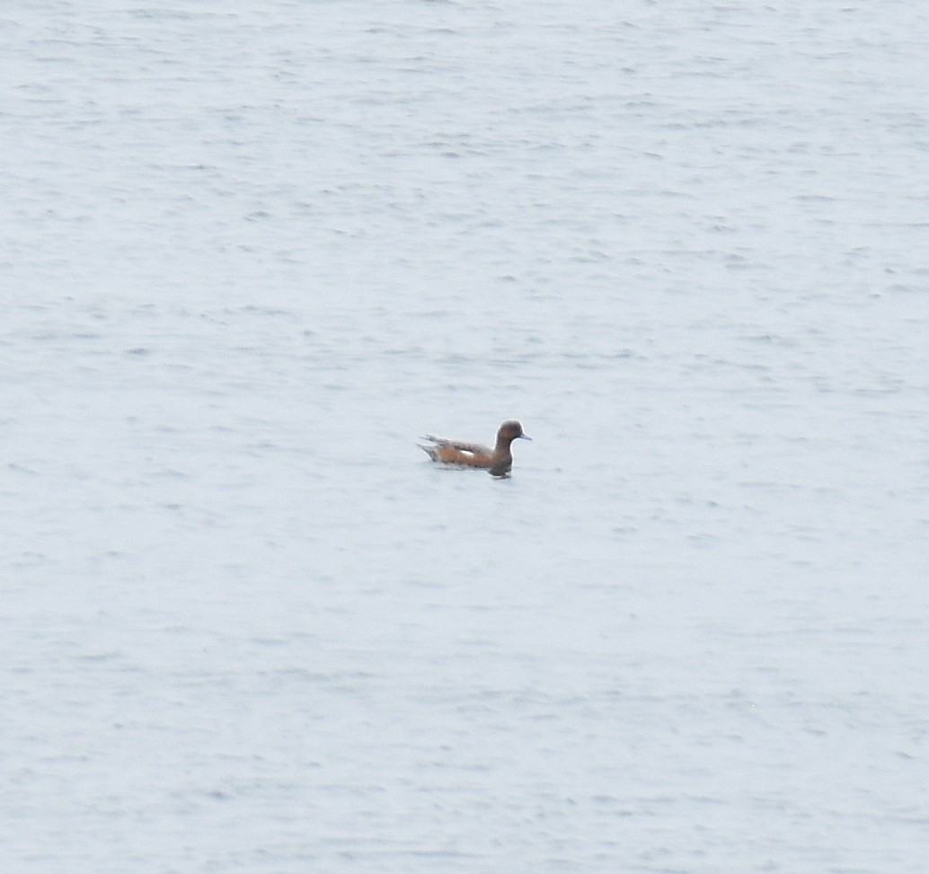 Eurasian Wigeon - ML642314389