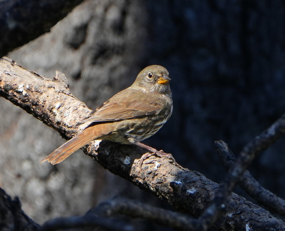 Fox Sparrow - ML642314390