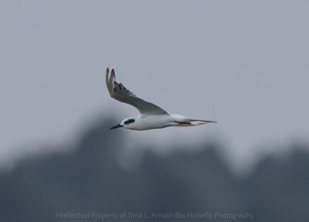 Forster's Tern - ML642314391
