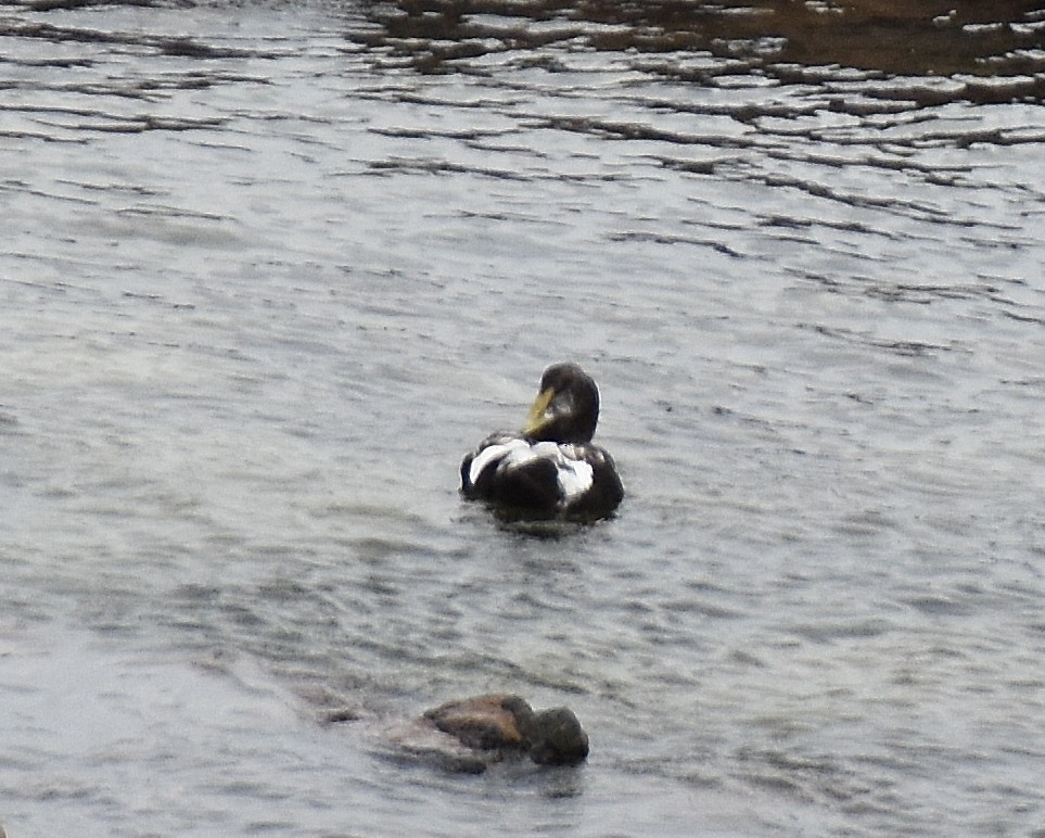 Common Eider - ML642314392
