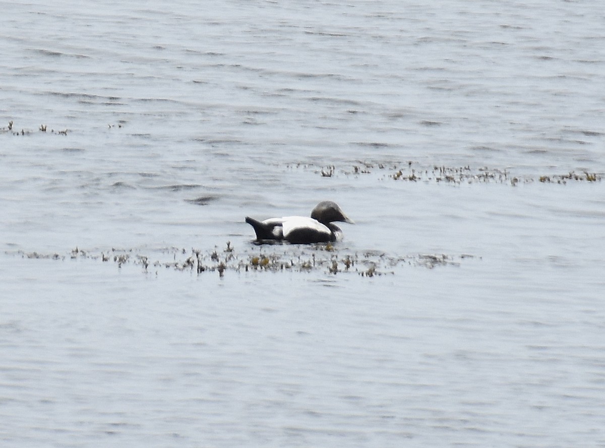 Common Eider - ML642314393