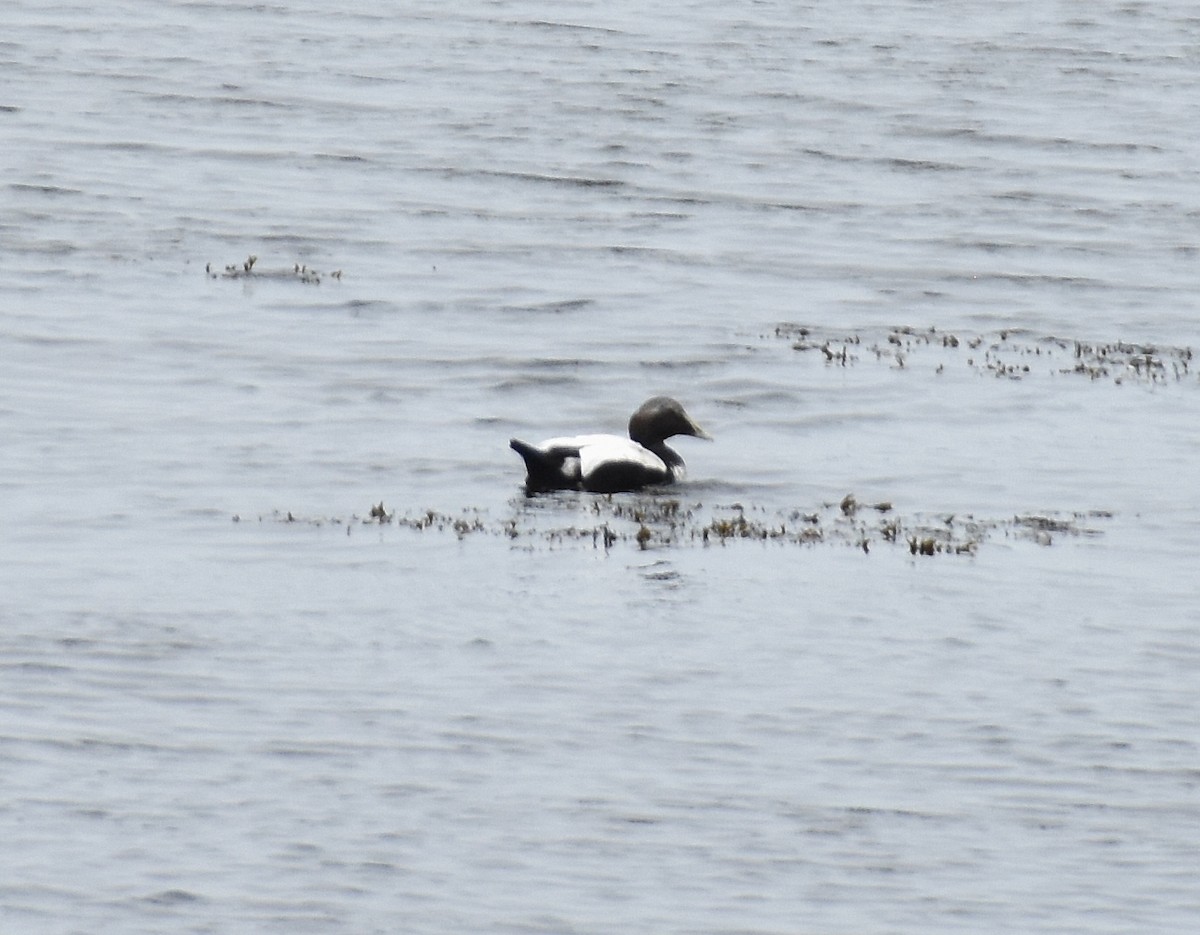 Common Eider - ML642314394