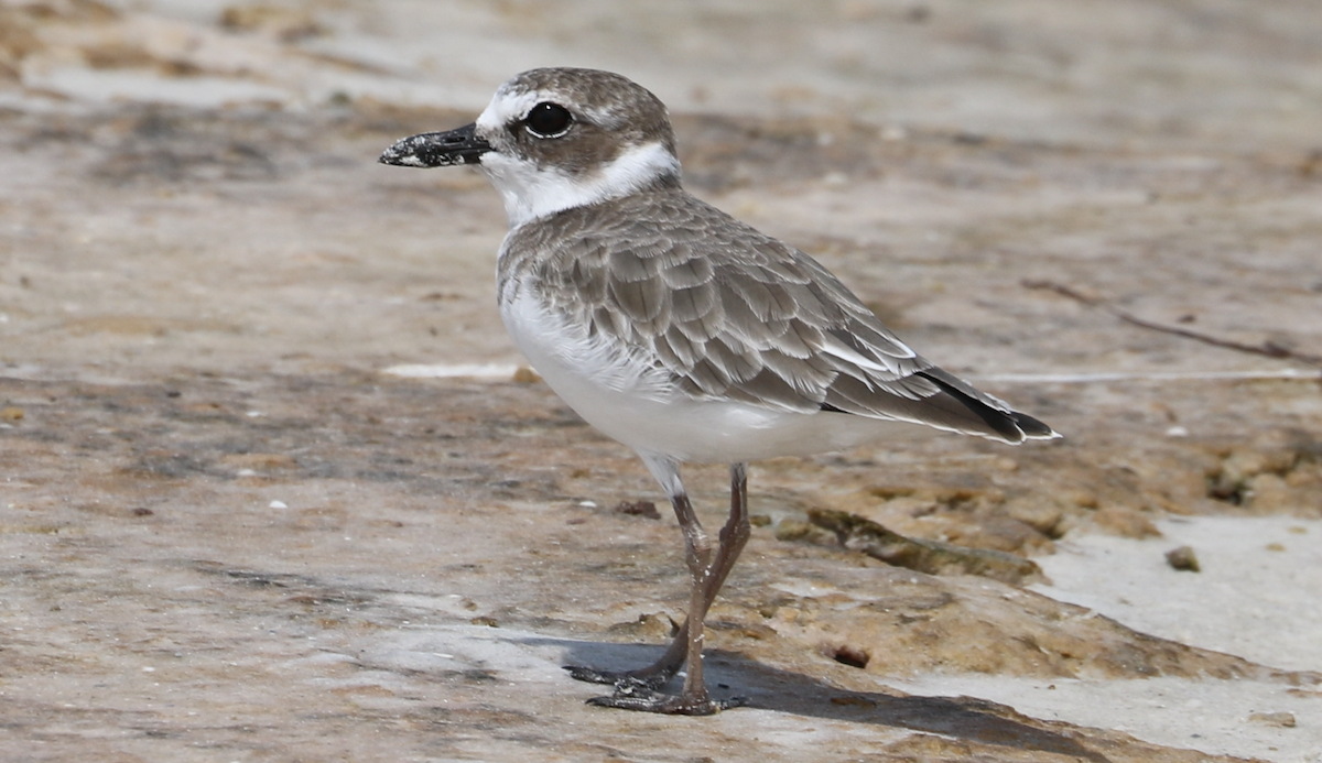 Wilson's Plover - ML642314395