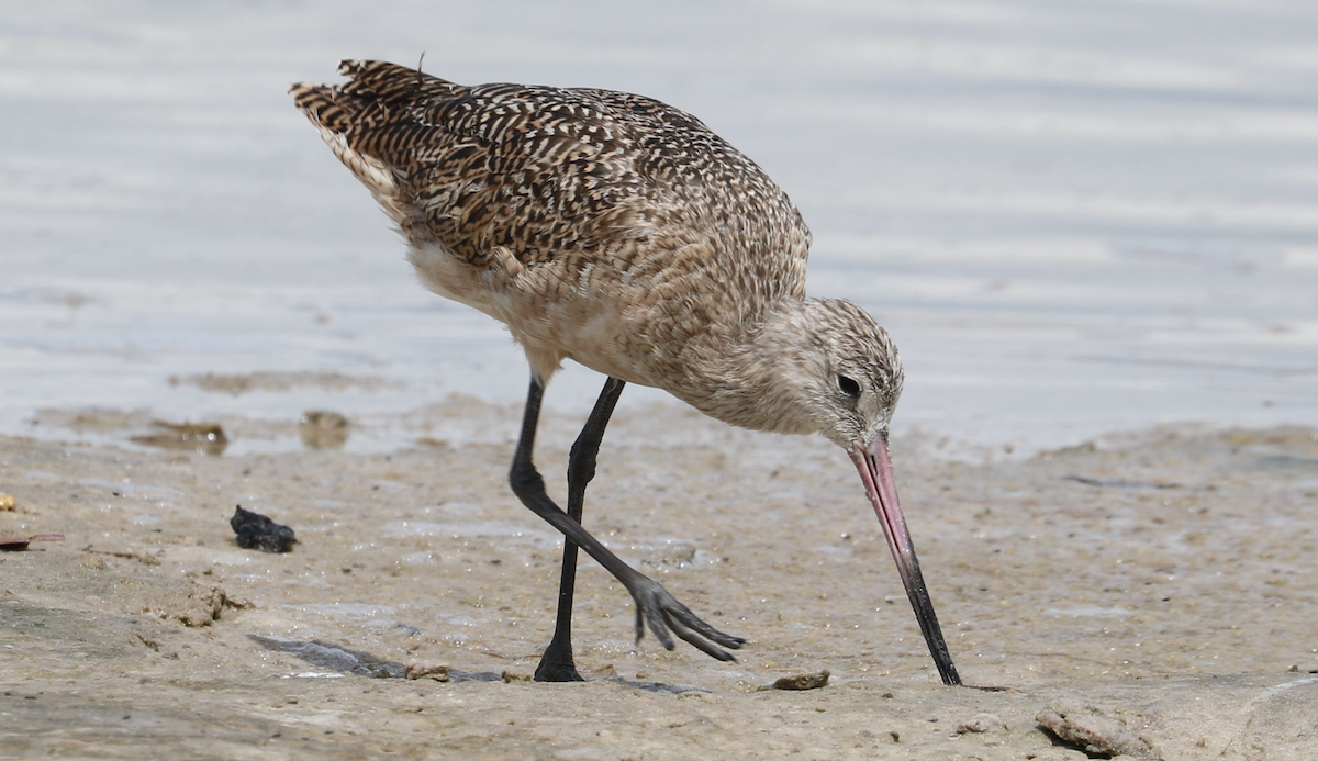 Marbled Godwit - ML642314398