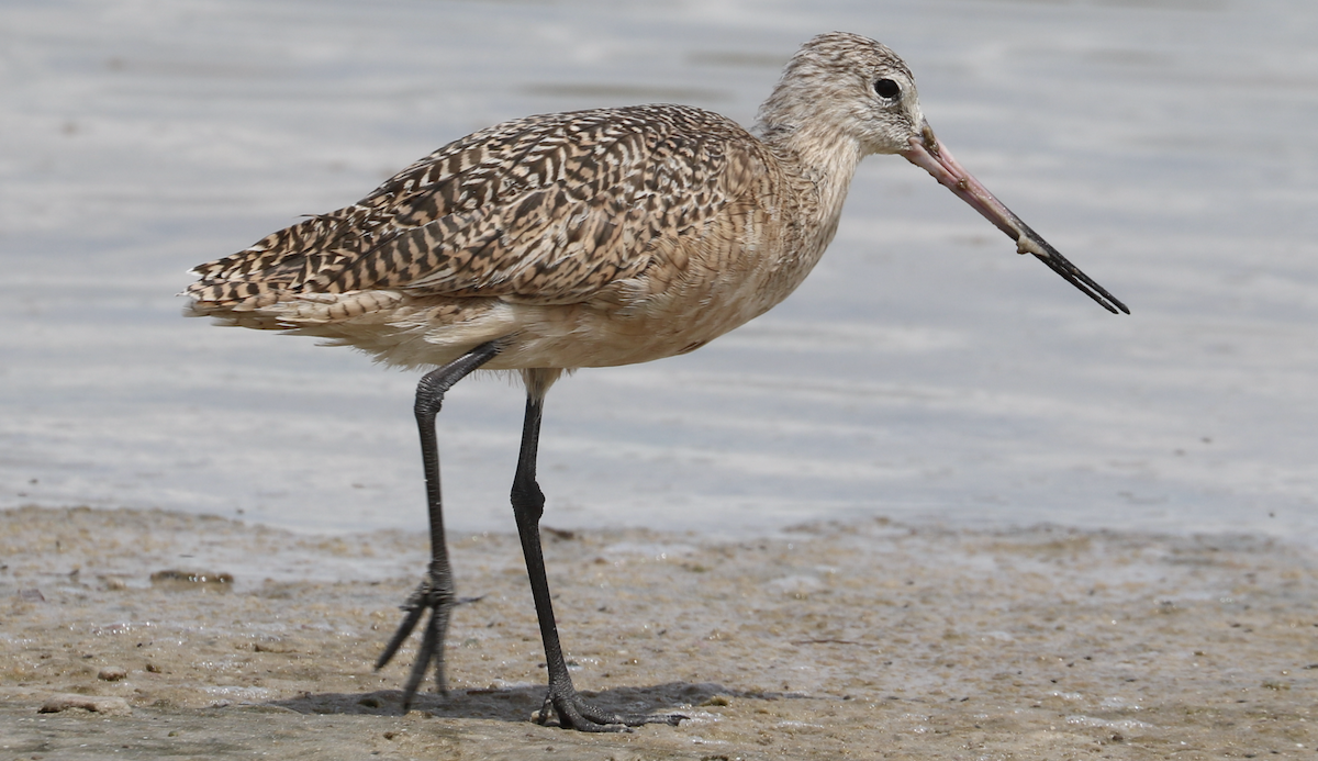 Marbled Godwit - ML642314399