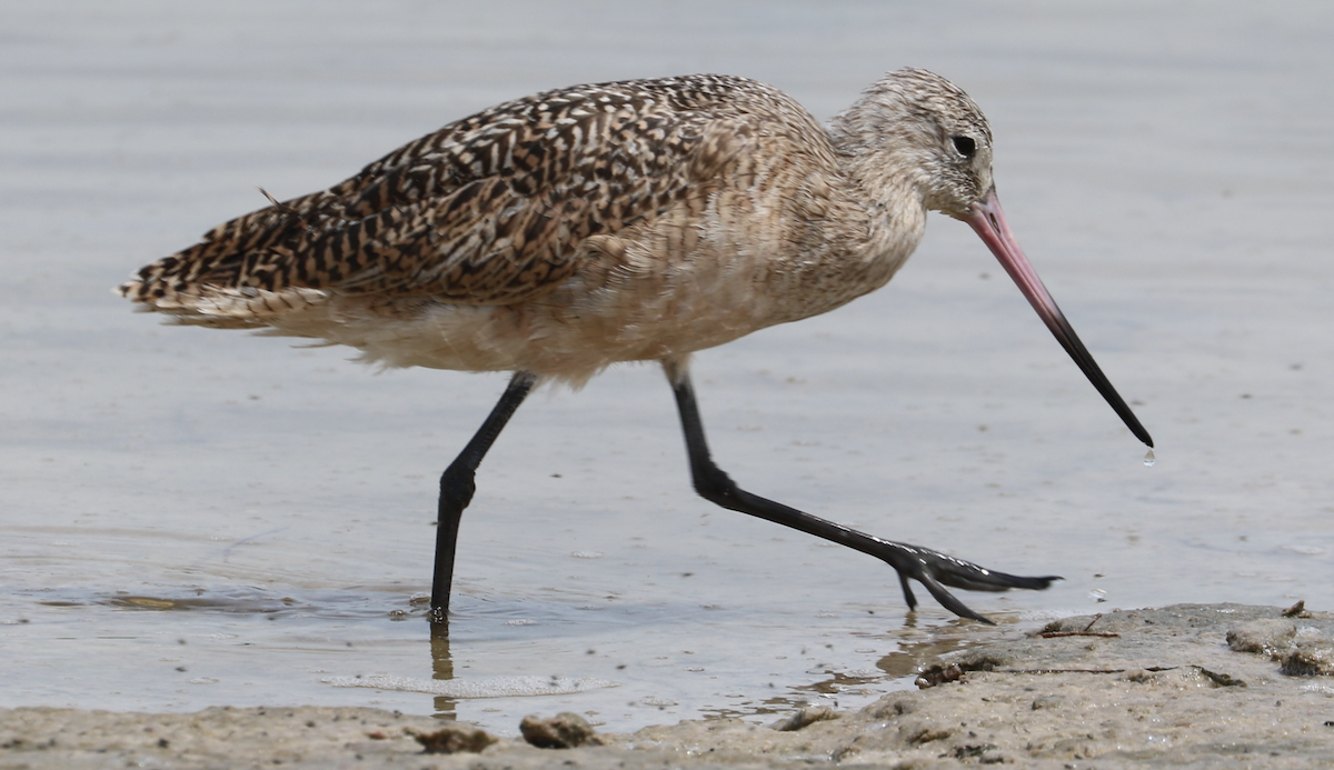 Marbled Godwit - ML642314400