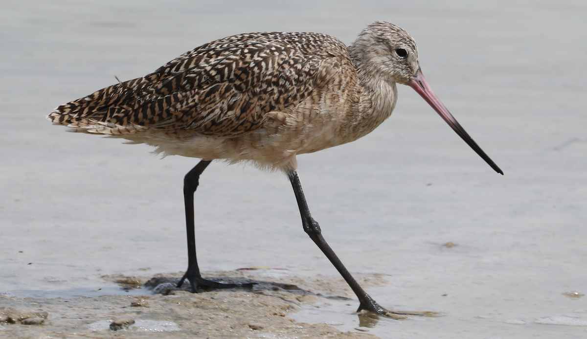 Marbled Godwit - ML642314401