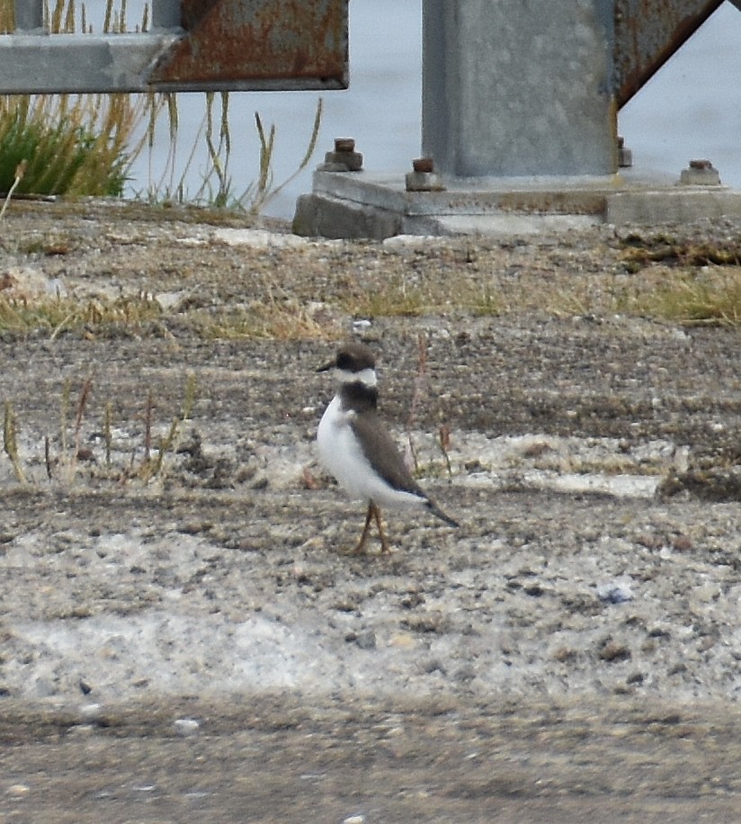 Common Ringed Plover - ML642314405