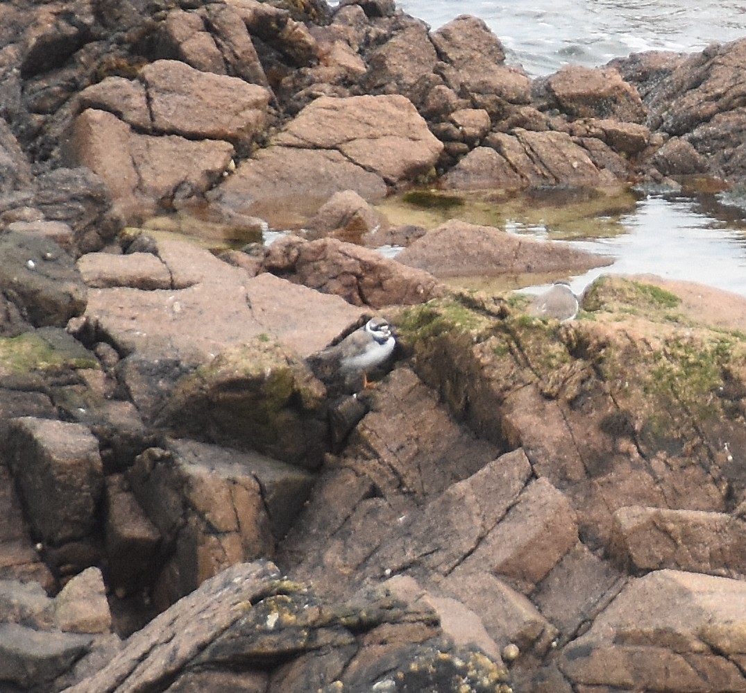 Common Ringed Plover - ML642314406