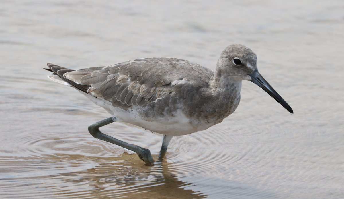 Willet (Western) - ML642314407