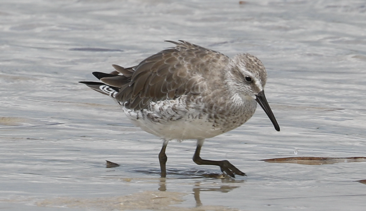 Red Knot - ML642314411