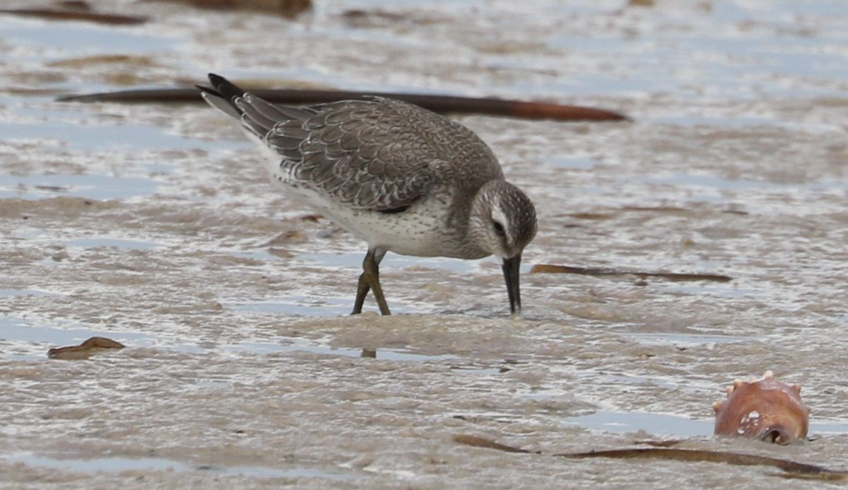 Red Knot - ML642314412