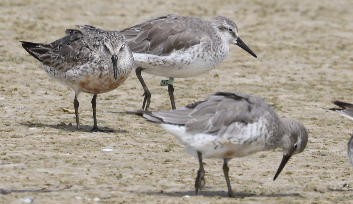 Red Knot - ML642314413