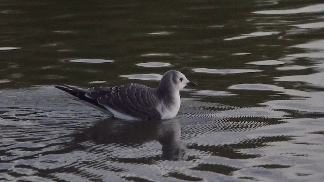 Sabine's Gull - ML642314414