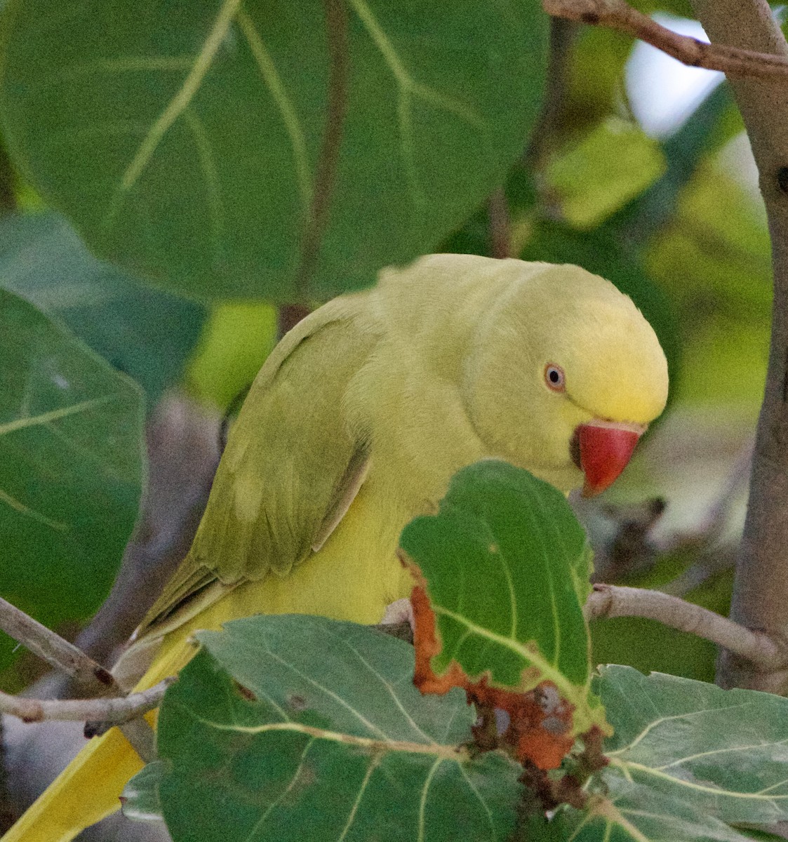 Rose-ringed Parakeet - ML642314422