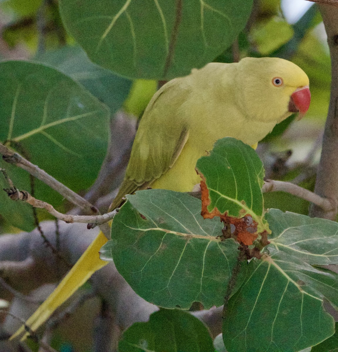 Rose-ringed Parakeet - ML642314423