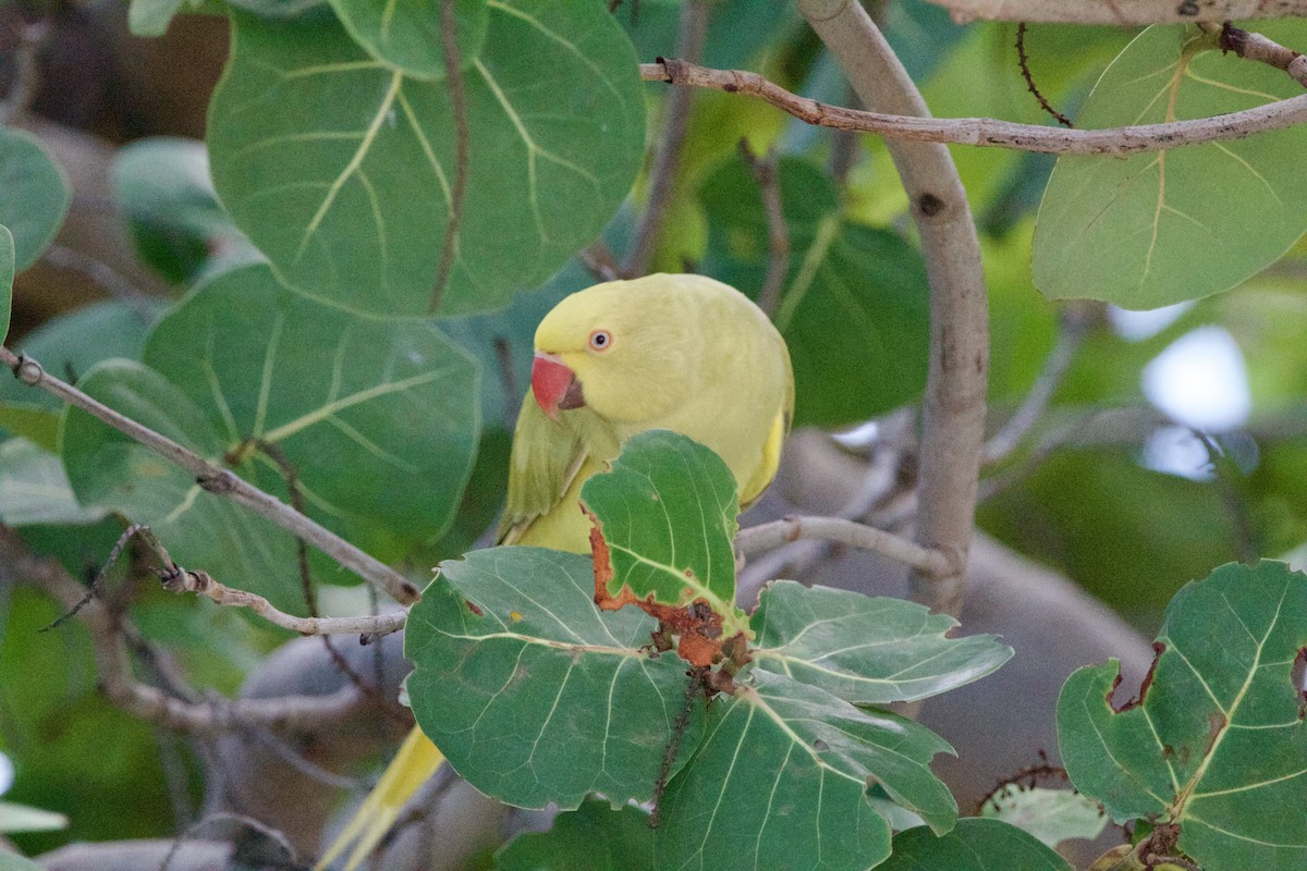 Rose-ringed Parakeet - ML642314424