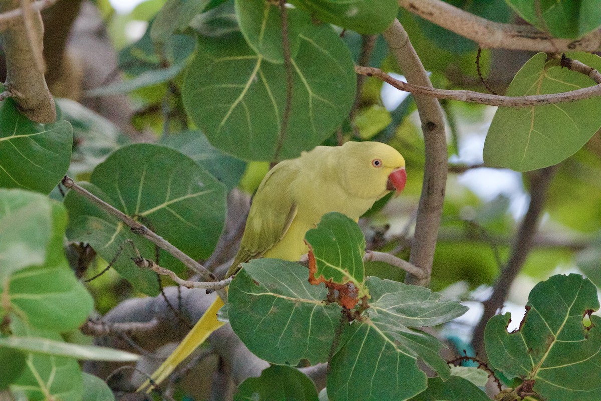 Rose-ringed Parakeet - ML642314425