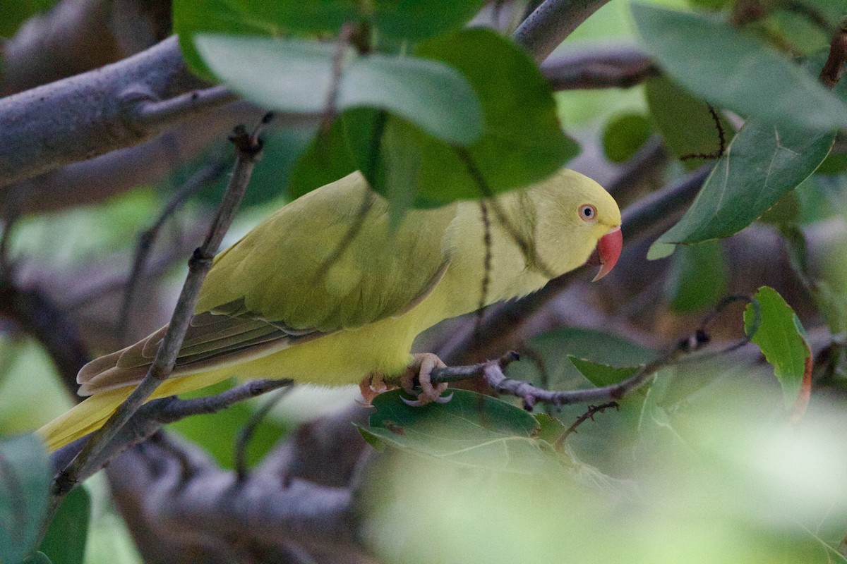 Rose-ringed Parakeet - ML642314440