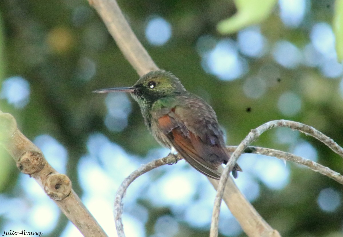 Berylline Hummingbird - ML642314442